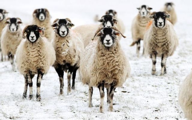 
               Народный праздник Онисим Овчарник отмечают 28 февраля 2020 года: зачем принято дарить детям вещи из овечьей шерсти
            