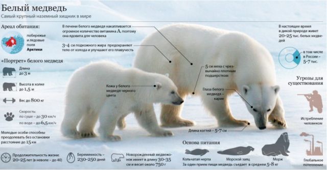 
               Международный день белого медведя отмечают 27 февраля, чтоб напомнить о спасения этих животных от вымирания
            