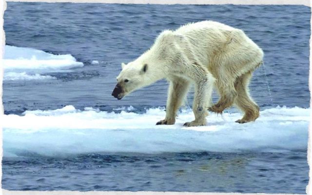 
               Международный день белого медведя отмечают 27 февраля, чтоб напомнить о спасения этих животных от вымирания
            