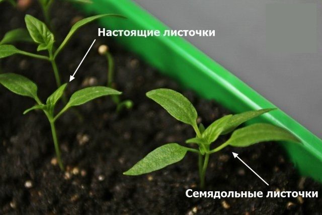 
               Советы огородникам: как и когда лучше пикировать перец согласно Лунному календарю
            