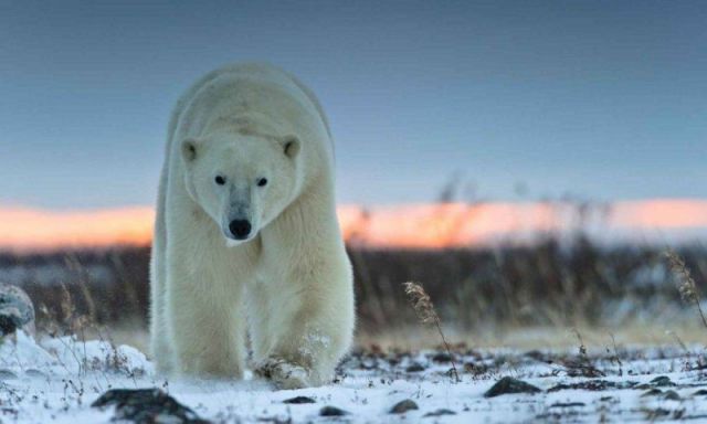 
               Какой праздник сегодня, 27 февраля 2020 года: День Сил специальных операций РФ и международный день полярного медведя
            