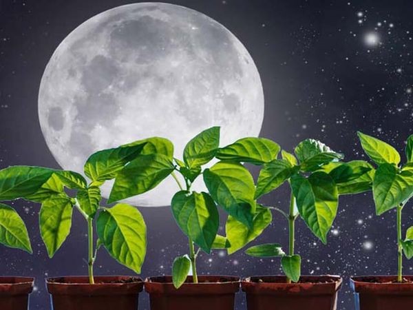 
               Советы огородникам: как и когда лучше пикировать перец согласно Лунному календарю
            