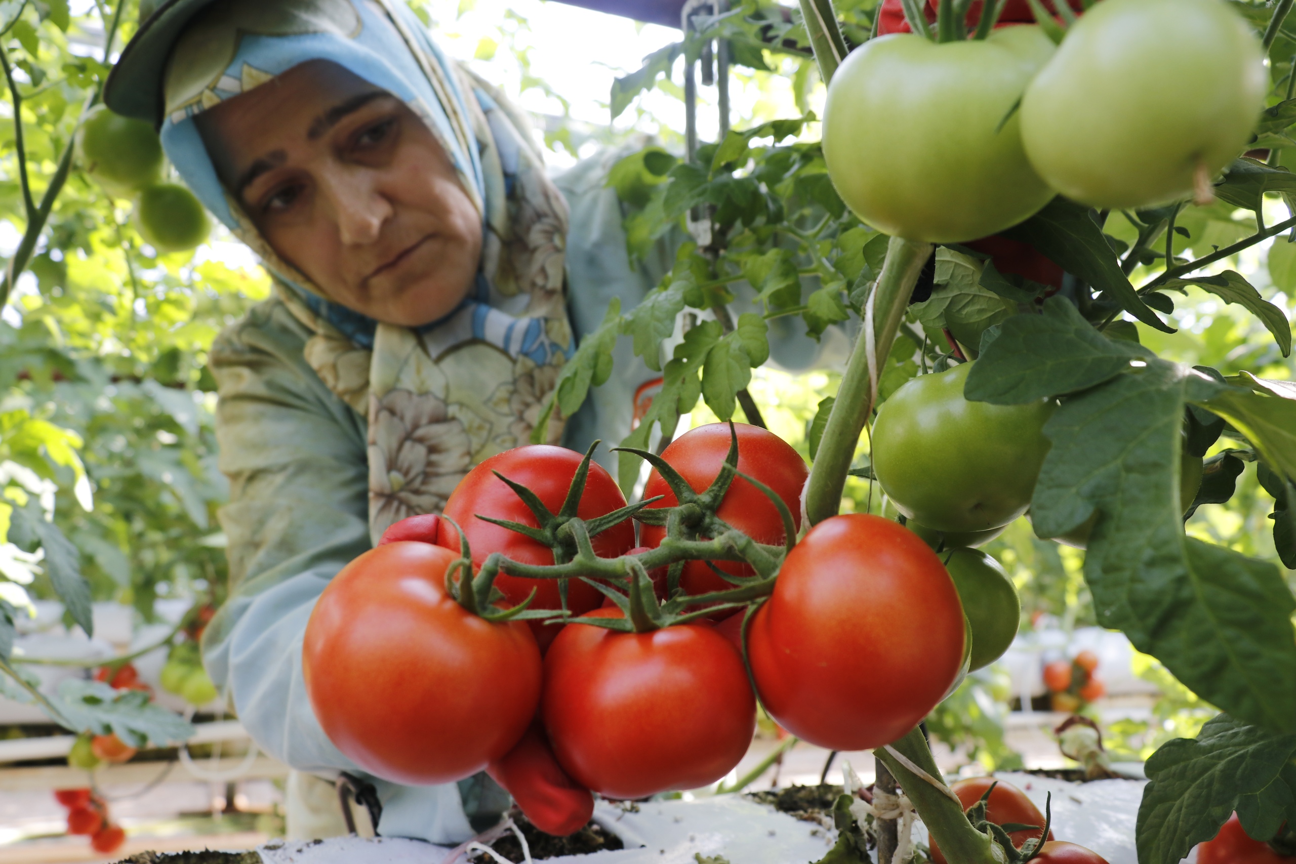 Эксперт призвал выращивать «турецкие» помидоры в России на фоне обострения в САР