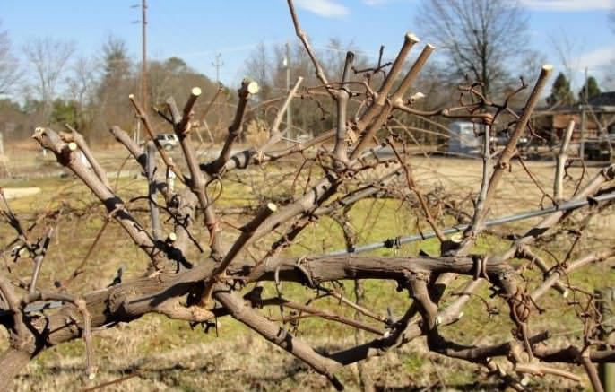 
               Правильный уход за виноградом весной: как нужно правильно обрабатывать и,  подкармливать и обрезать лозу
            
