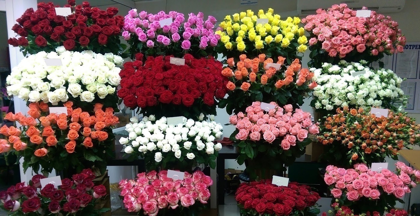 
               Какие еще цветы дарят на 8 марта, кроме тюльпанов и мимозы, которые считаются символом женского праздника
            