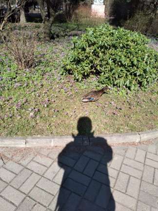 В Ботаническом саду Петра Великого свила гнездо утка