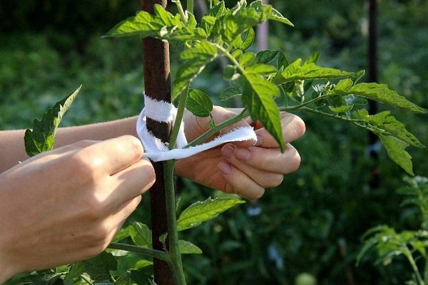 Как нужно подвязывать томаты в открытом грунте, чтобы получить хороший урожай