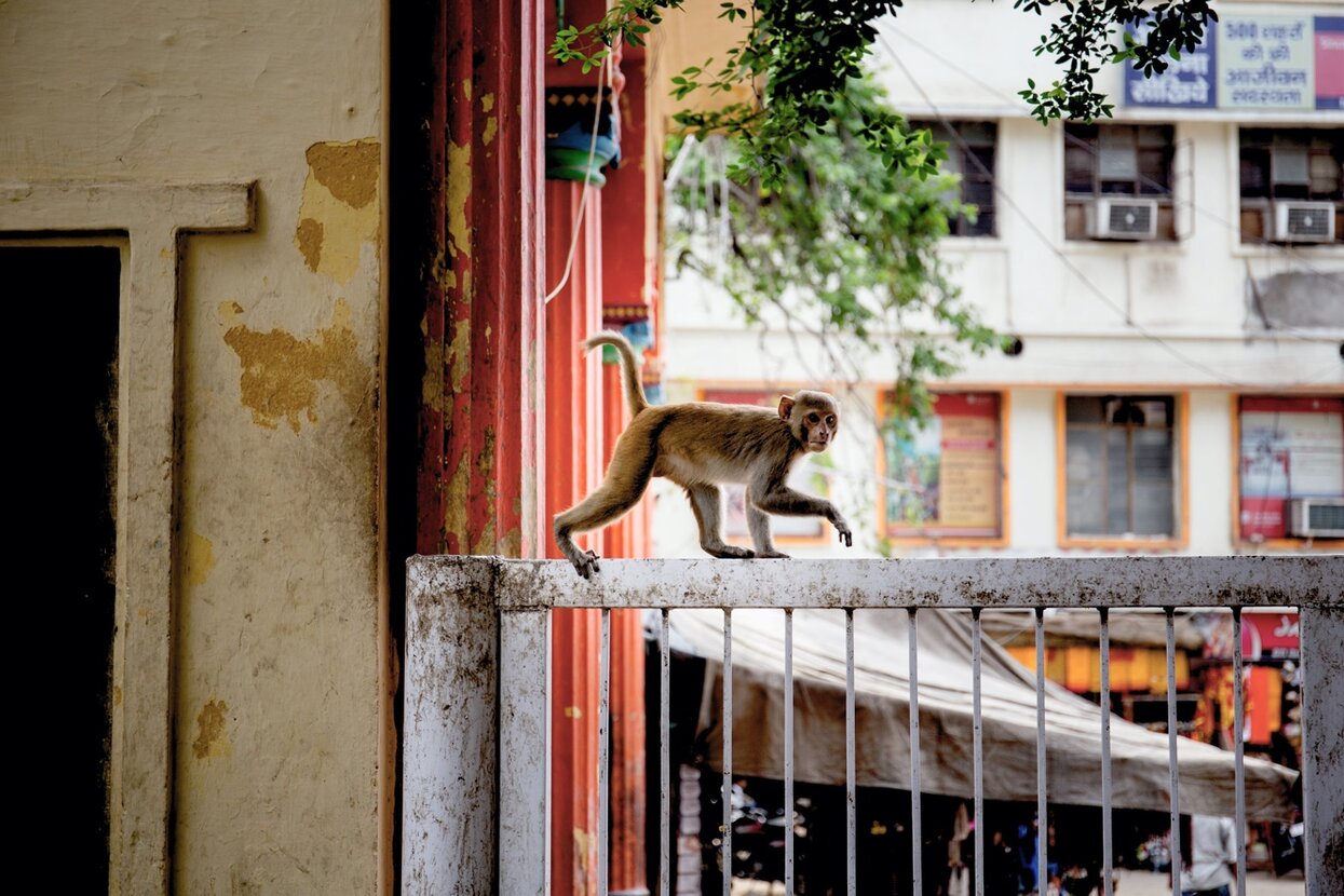В Индии обезьяны напали на лабораторию, и украли образцы крови зараженных коронавирусом пациентов