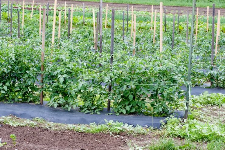 Как нужно подвязывать томаты в открытом грунте, чтобы получить хороший урожай