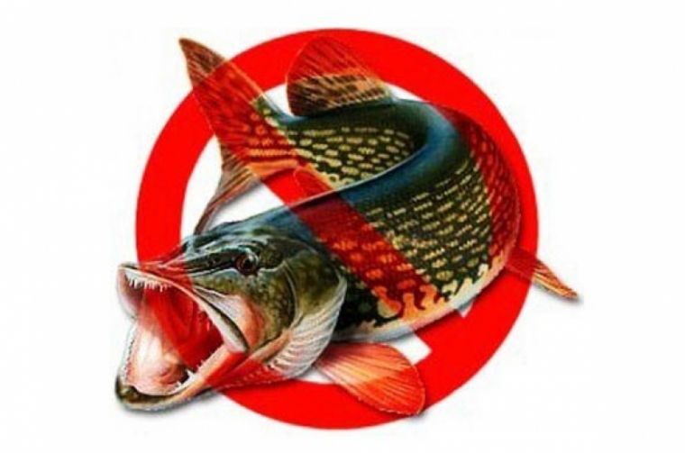 До какого числа действует запрет на рыбалку в Московской области в 2020 году