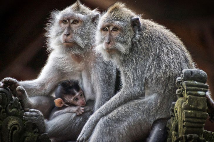 В Индии обезьяны напали на лабораторию, и украли образцы крови зараженных коронавирусом пациентов