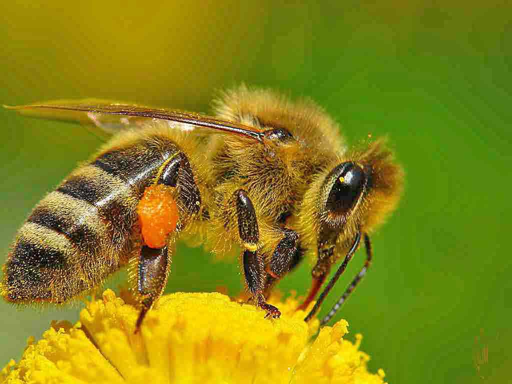Всемирный день пчел 20 мая, история праздника