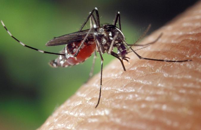 Могут ли комары передавать коронавирус, какие болезни они могут переносить и как от этого защититься