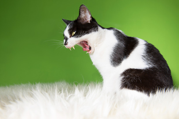 Неожиданные крики кота могут указывать на присутствие нечистой силы в доме