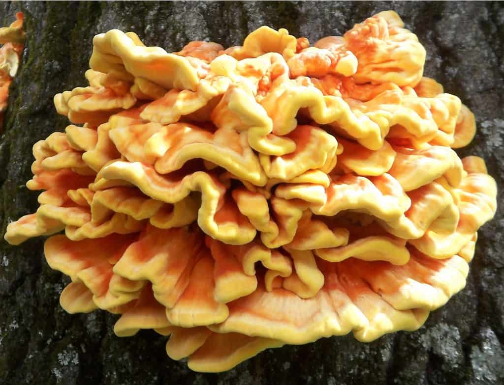 Какие виды грибов можно насобирать в лесах Подмосковья в мае 2020 года