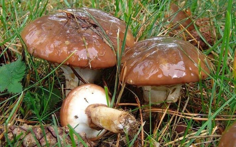 Какие виды грибов можно насобирать в лесах Подмосковья в мае 2020 года