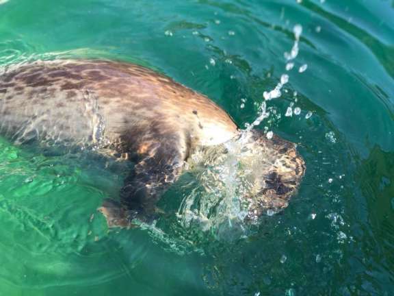 «Требуют продолжения»: В Центре спасения тюленей рассказали, как нерпы учатся охотиться