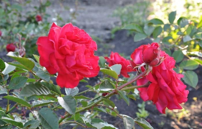Чем подкормить розы для пышного цветения и активного роста в июне