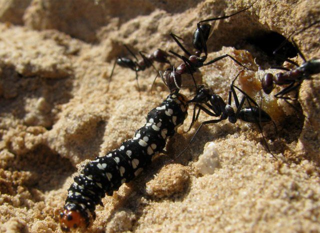 Какая польза и вред от муравьев на дачном участке