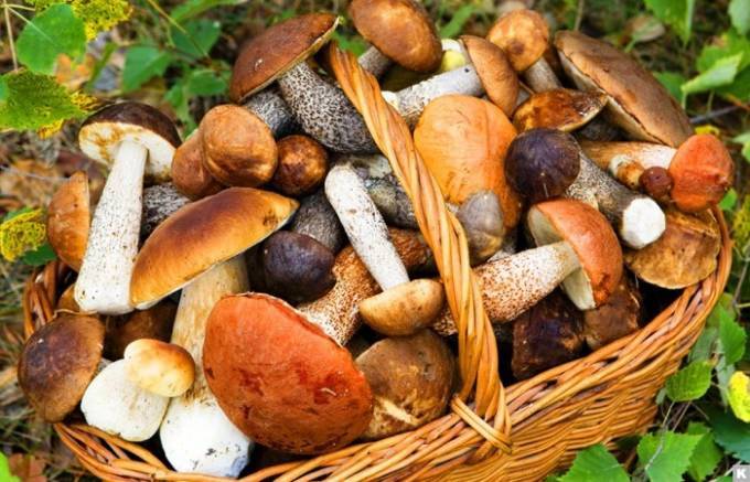 В июне леса Подмосковья полны грибов, какие можно найти сейчас