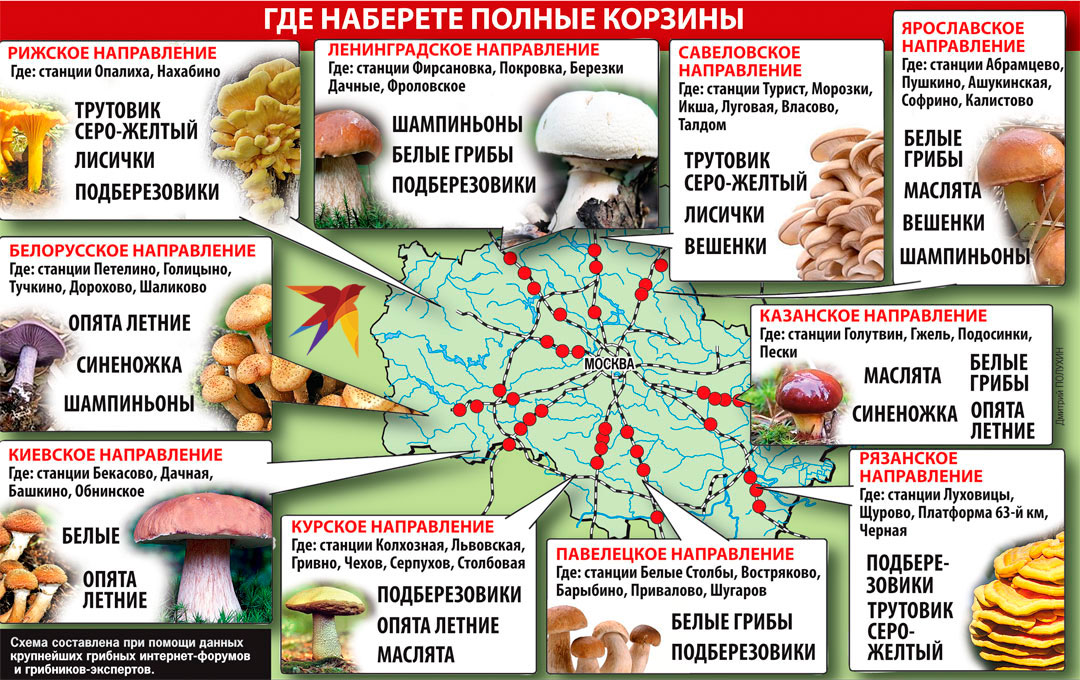 В июне леса Подмосковья полны грибов, какие можно найти сейчас