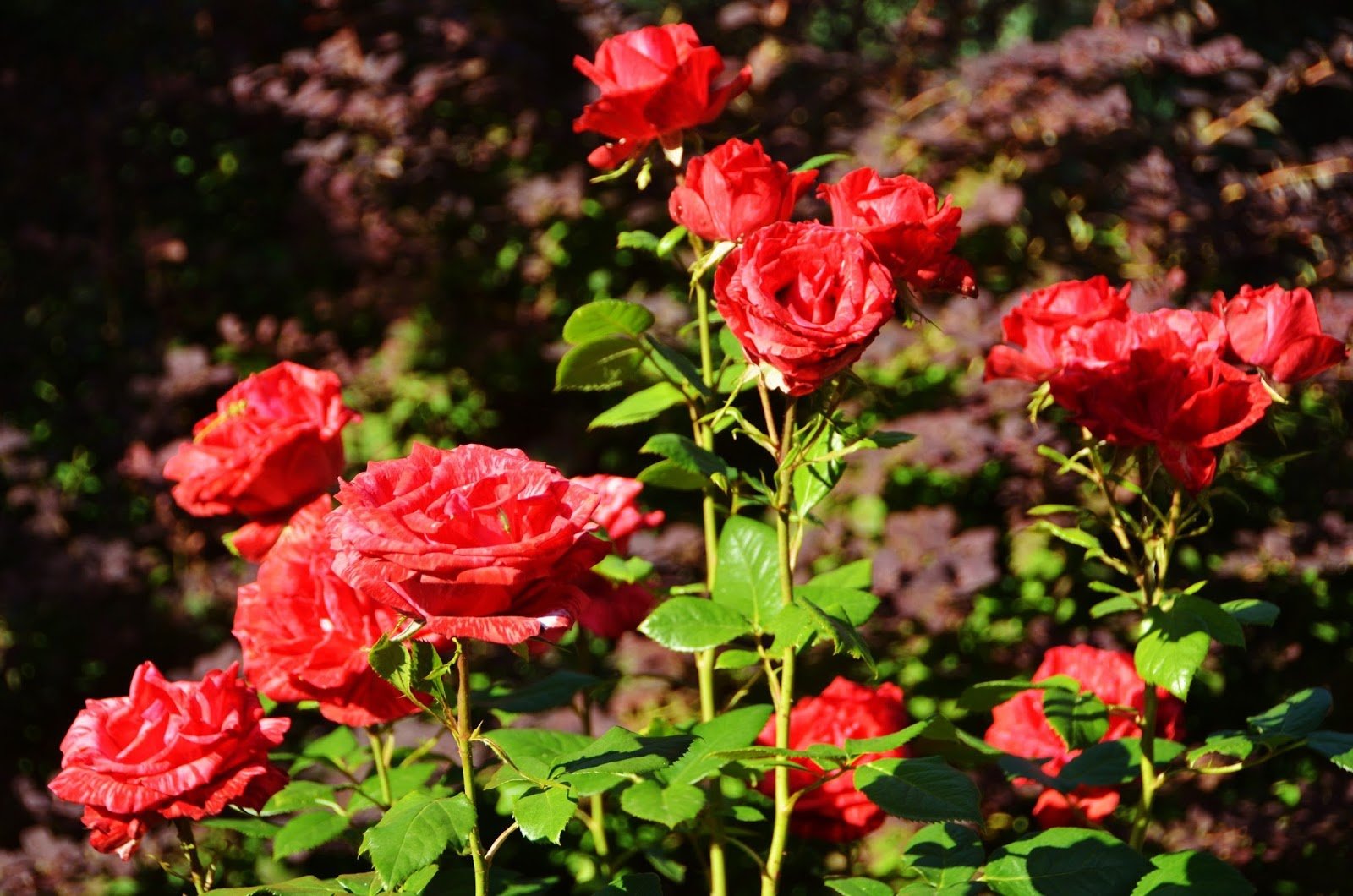Чем подкормить розы для пышного цветения и активного роста в июне