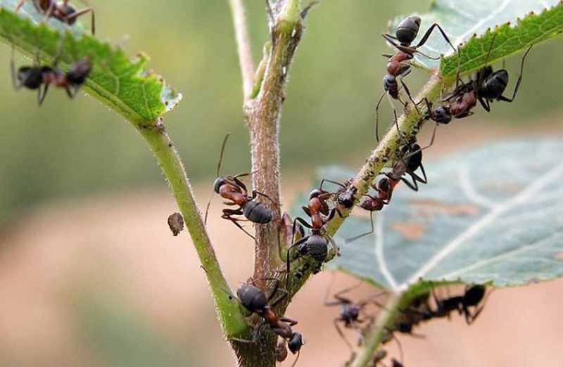 Какая польза и вред от муравьев на дачном участке