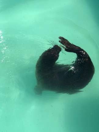 «Требуют продолжения»: В Центре спасения тюленей рассказали, как нерпы учатся охотиться