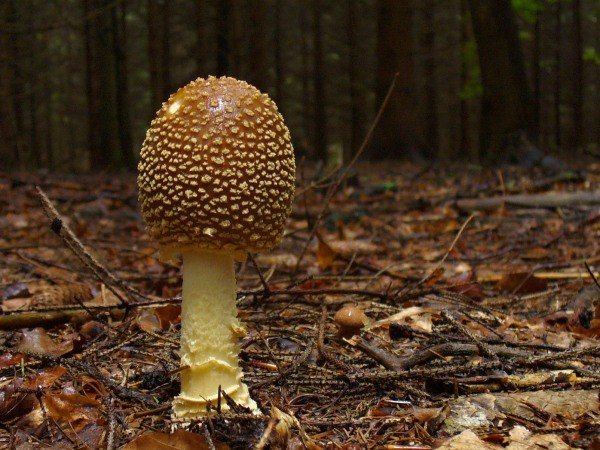 В июне леса Подмосковья полны грибов, какие можно найти сейчас