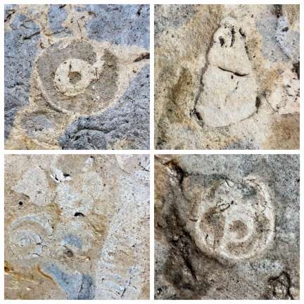 В вестибюле станции метро «Улица Дыбенко» обнаружены древние окаменелости