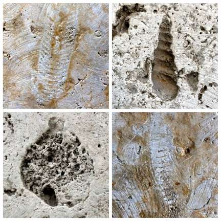 В вестибюле станции метро «Улица Дыбенко» обнаружены древние окаменелости