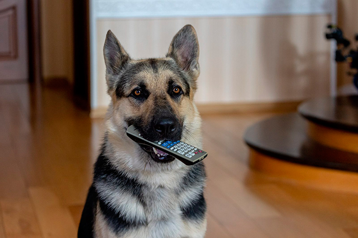 Сериал «Мухтар. Он вернулся» (2024) - сюжет, актеры и роли, кадры из сериала