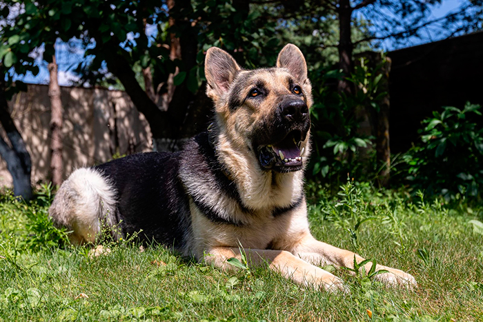 Сериал «Мухтар. Он вернулся» (2024) - сюжет, актеры и роли, кадры из сериала