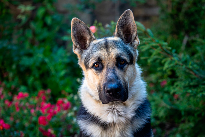 Сериал «Мухтар. Он вернулся» (2024) - сюжет, актеры и роли, кадры из сериала